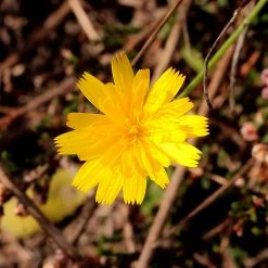FuturePlanter Kleines Habichtskraut (Hieracium Pilosella) Alle Pflanzen Im Shop 15 FuturePlanter Kleines Habichtskraut (Hieracium Pilosella) Alle Pflanzen Im Shop