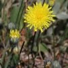 FuturePlanter Kleines Habichtskraut (Hieracium Pilosella) Alle Pflanzen Im Shop
