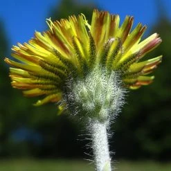 FuturePlanter Kleines Habichtskraut (Hieracium Pilosella) Alle Pflanzen Im Shop 13 FuturePlanter Kleines Habichtskraut (Hieracium Pilosella) Alle Pflanzen Im Shop
