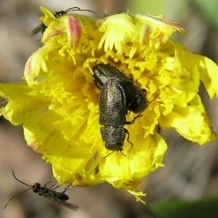FuturePlanter Kleines Habichtskraut (Hieracium Pilosella) Alle Pflanzen Im Shop 11 FuturePlanter Kleines Habichtskraut (Hieracium Pilosella) Alle Pflanzen Im Shop