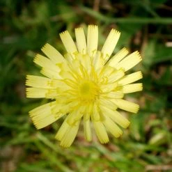FuturePlanter Kleines Habichtskraut (Hieracium Pilosella) Alle Pflanzen Im Shop 14 FuturePlanter Kleines Habichtskraut (Hieracium Pilosella) Alle Pflanzen Im Shop