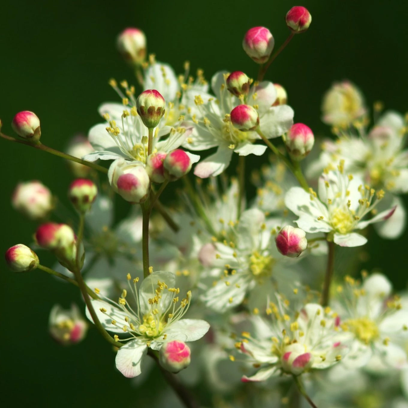 FuturePlanter Alle Pflanzen Im Shop Kleines Mädesüss (Filipendula Vulgaris) 1 FuturePlanter Alle Pflanzen Im Shop Kleines Mädesüss (Filipendula Vulgaris)