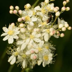 FuturePlanter Alle Pflanzen Im Shop Kleines Mädesüss (Filipendula Vulgaris)
