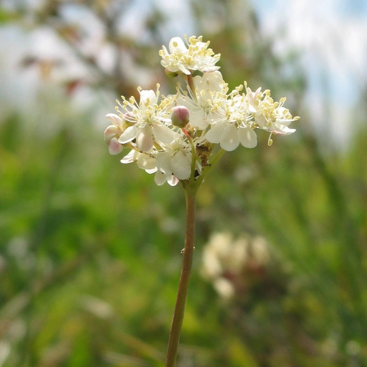 FuturePlanter Alle Pflanzen Im Shop Kleines Mädesüss (Filipendula Vulgaris) 3 FuturePlanter Alle Pflanzen Im Shop Kleines Mädesüss (Filipendula Vulgaris)