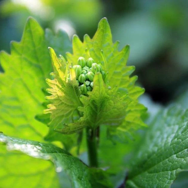 FuturePlanter Knoblauchsrauke (Alliaria Petiolata) 3 FuturePlanter Knoblauchsrauke (Alliaria Petiolata)