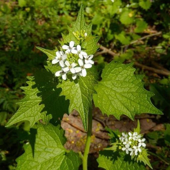 FuturePlanter Knoblauchsrauke (Alliaria Petiolata) 2 FuturePlanter Knoblauchsrauke (Alliaria Petiolata)