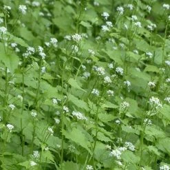 FuturePlanter Knoblauchsrauke (Alliaria Petiolata) 14 FuturePlanter Knoblauchsrauke (Alliaria Petiolata)