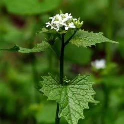 FuturePlanter Knoblauchsrauke (Alliaria Petiolata)