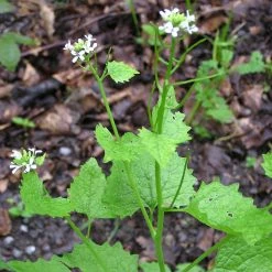 FuturePlanter Knoblauchsrauke (Alliaria Petiolata) 13 FuturePlanter Knoblauchsrauke (Alliaria Petiolata)