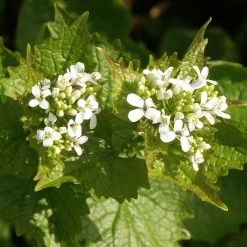 FuturePlanter Knoblauchsrauke (Alliaria Petiolata) 11 FuturePlanter Knoblauchsrauke (Alliaria Petiolata)