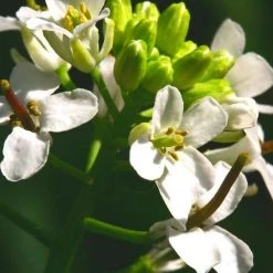 FuturePlanter Knoblauchsrauke (Alliaria Petiolata) 12 FuturePlanter Knoblauchsrauke (Alliaria Petiolata)