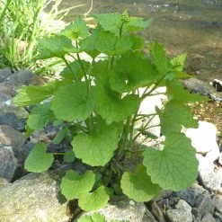 FuturePlanter Knoblauchsrauke (Alliaria Petiolata) 15 FuturePlanter Knoblauchsrauke (Alliaria Petiolata)