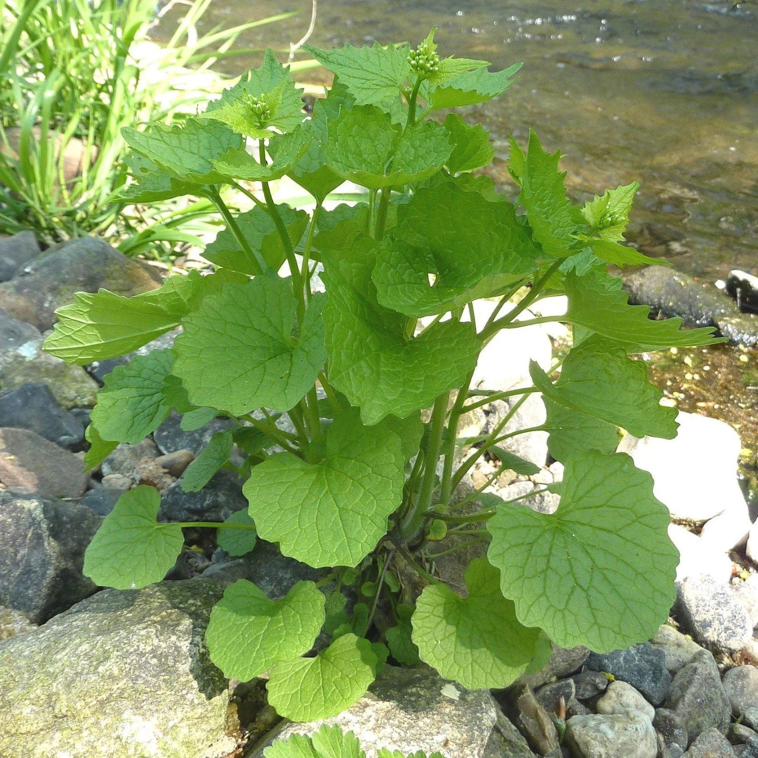 FuturePlanter Knoblauchsrauke (Alliaria Petiolata) 8 FuturePlanter Knoblauchsrauke (Alliaria Petiolata)
