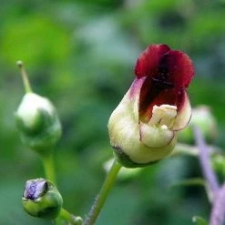 FuturePlanter Alle Pflanzen Im Shop Knotige Braunwurz (Scrophularia Nodosa)