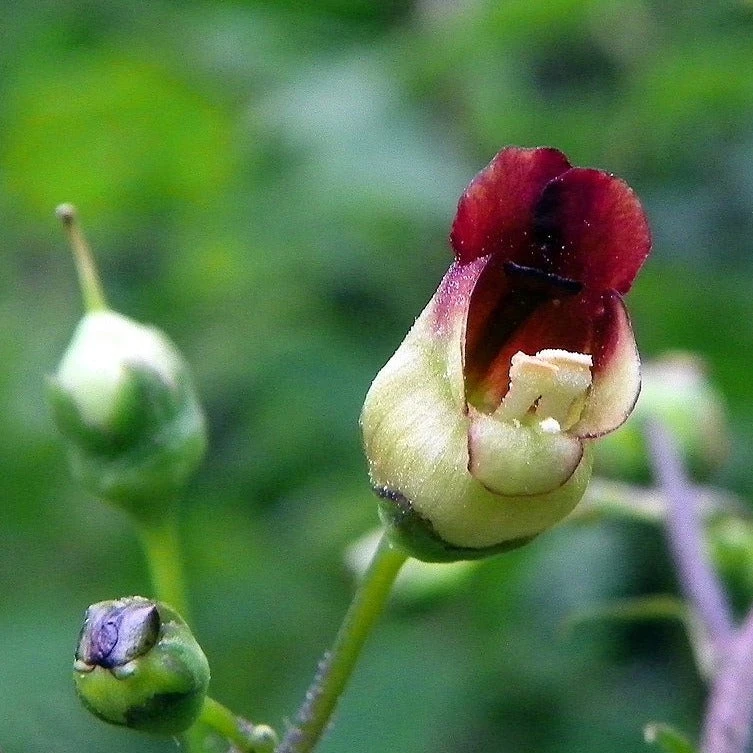 FuturePlanter Alle Pflanzen Im Shop Knotige Braunwurz (Scrophularia Nodosa) 2 FuturePlanter Alle Pflanzen Im Shop Knotige Braunwurz (Scrophularia Nodosa)