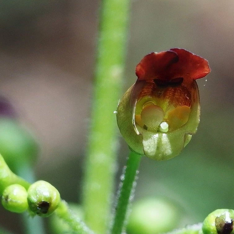 FuturePlanter Alle Pflanzen Im Shop Knotige Braunwurz (Scrophularia Nodosa) 3 FuturePlanter Alle Pflanzen Im Shop Knotige Braunwurz (Scrophularia Nodosa)