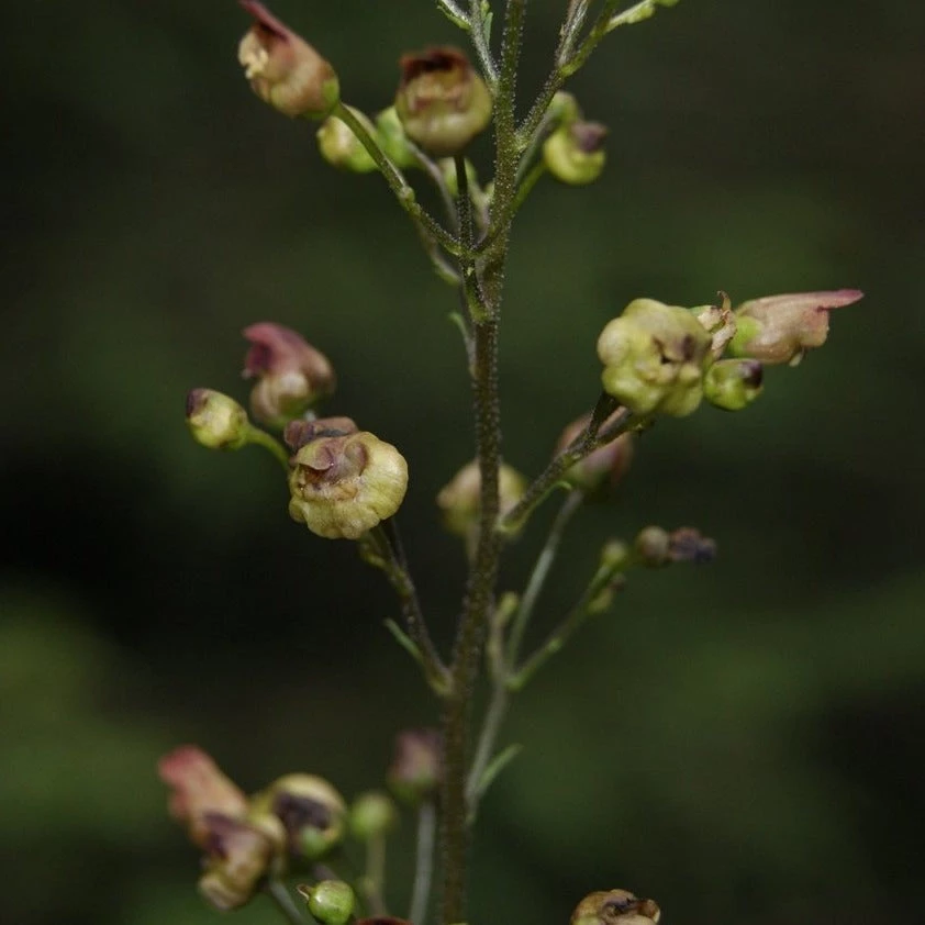 FuturePlanter Alle Pflanzen Im Shop Knotige Braunwurz (Scrophularia Nodosa) 6 FuturePlanter Alle Pflanzen Im Shop Knotige Braunwurz (Scrophularia Nodosa)