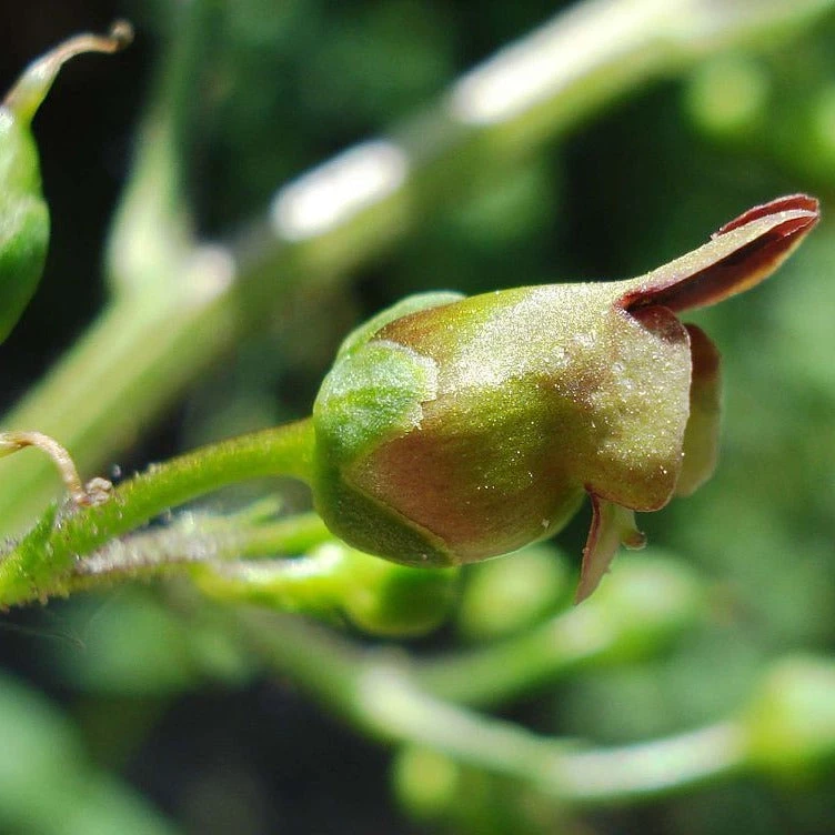 FuturePlanter Alle Pflanzen Im Shop Knotige Braunwurz (Scrophularia Nodosa) 4 FuturePlanter Alle Pflanzen Im Shop Knotige Braunwurz (Scrophularia Nodosa)