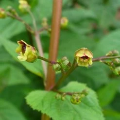 FuturePlanter Alle Pflanzen Im Shop Knotige Braunwurz (Scrophularia Nodosa) 14 FuturePlanter Alle Pflanzen Im Shop Knotige Braunwurz (Scrophularia Nodosa)