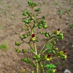 FuturePlanter Alle Pflanzen Im Shop Knotige Braunwurz (Scrophularia Nodosa) 12 FuturePlanter Alle Pflanzen Im Shop Knotige Braunwurz (Scrophularia Nodosa)