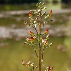 FuturePlanter Alle Pflanzen Im Shop Knotige Braunwurz (Scrophularia Nodosa)