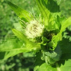 FuturePlanter Alle Pflanzen Im Shop Kohl-Kratzdistel (Cirsium Oleraceum) 12 FuturePlanter Alle Pflanzen Im Shop Kohl-Kratzdistel (Cirsium Oleraceum)