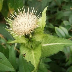 FuturePlanter Alle Pflanzen Im Shop Kohl-Kratzdistel (Cirsium Oleraceum) 10 FuturePlanter Alle Pflanzen Im Shop Kohl-Kratzdistel (Cirsium Oleraceum)