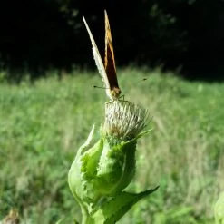 FuturePlanter Alle Pflanzen Im Shop Kohl-Kratzdistel (Cirsium Oleraceum)