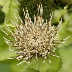 FuturePlanter Alle Pflanzen Im Shop Kohl-Kratzdistel (Cirsium Oleraceum) 14 FuturePlanter Alle Pflanzen Im Shop Kohl-Kratzdistel (Cirsium Oleraceum)