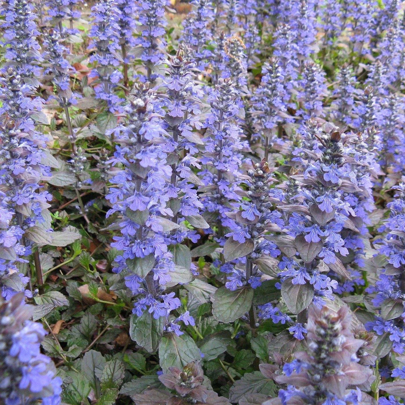 FuturePlanter Kriechender Günsel (Ajuga Reptans) 7 FuturePlanter Kriechender Günsel (Ajuga Reptans)