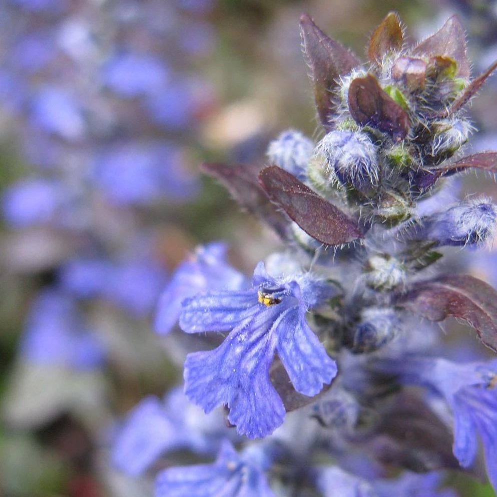 FuturePlanter Kriechender Günsel (Ajuga Reptans) 8 FuturePlanter Kriechender Günsel (Ajuga Reptans)