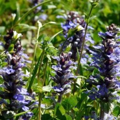 FuturePlanter Kriechender Günsel (Ajuga Reptans)
