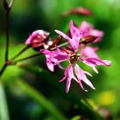 FuturePlanter Alle Pflanzen Im Shop Kuckucks-Lichtnelke (Silene Flos-cuculi) 17 FuturePlanter Alle Pflanzen Im Shop Kuckucks-Lichtnelke (Silene Flos-cuculi)