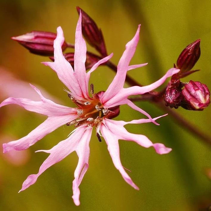 FuturePlanter Alle Pflanzen Im Shop Kuckucks-Lichtnelke (Silene Flos-cuculi) 8 FuturePlanter Alle Pflanzen Im Shop Kuckucks-Lichtnelke (Silene Flos-cuculi)