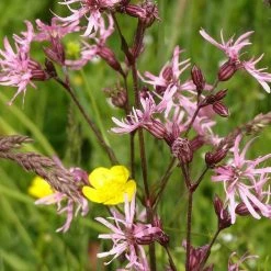 FuturePlanter Alle Pflanzen Im Shop Kuckucks-Lichtnelke (Silene Flos-cuculi) 14 FuturePlanter Alle Pflanzen Im Shop Kuckucks-Lichtnelke (Silene Flos-cuculi)