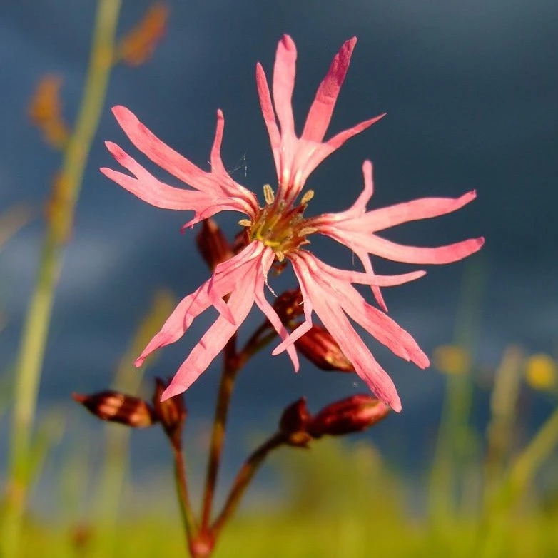 FuturePlanter Alle Pflanzen Im Shop Kuckucks-Lichtnelke (Silene Flos-cuculi) 1 FuturePlanter Alle Pflanzen Im Shop Kuckucks-Lichtnelke (Silene Flos-cuculi)