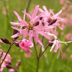 FuturePlanter Alle Pflanzen Im Shop Kuckucks-Lichtnelke (Silene Flos-cuculi) 15 FuturePlanter Alle Pflanzen Im Shop Kuckucks-Lichtnelke (Silene Flos-cuculi)