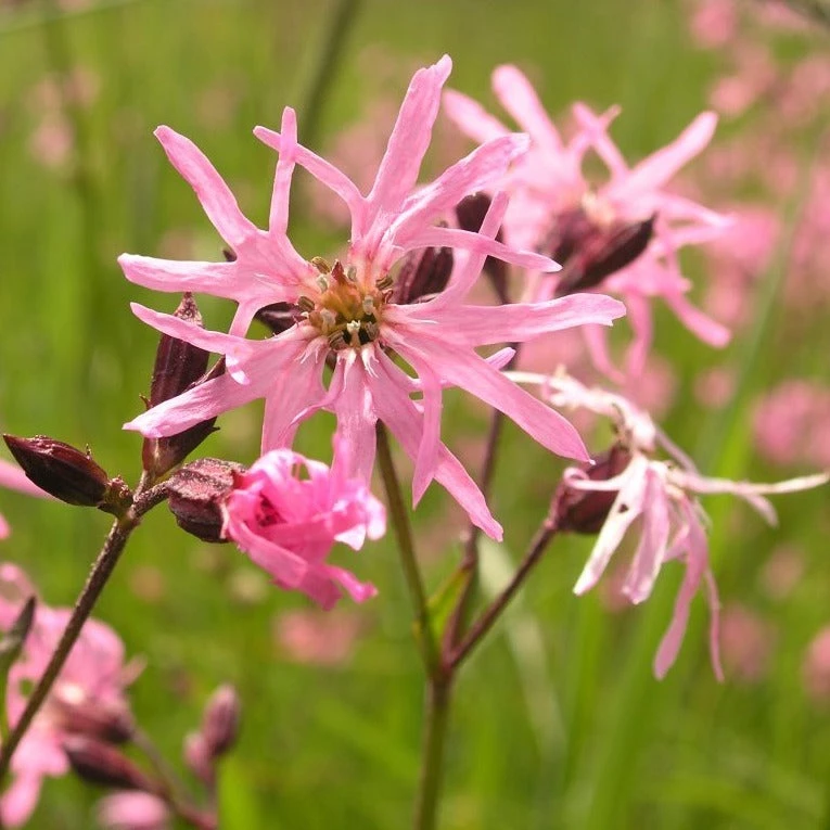 FuturePlanter Alle Pflanzen Im Shop Kuckucks-Lichtnelke (Silene Flos-cuculi) 7 FuturePlanter Alle Pflanzen Im Shop Kuckucks-Lichtnelke (Silene Flos-cuculi)