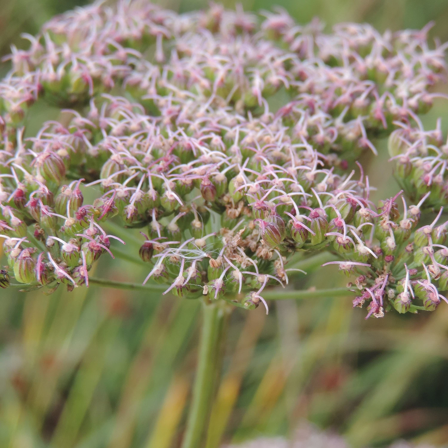 FuturePlanter Alle Pflanzen Im Shop Kümmelblättrige Silge (Selinum Carvifolia) 2 FuturePlanter Alle Pflanzen Im Shop Kümmelblättrige Silge (Selinum Carvifolia)