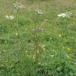 FuturePlanter Alle Pflanzen Im Shop Kümmelblättrige Silge (Selinum Carvifolia) 15 FuturePlanter Alle Pflanzen Im Shop Kümmelblättrige Silge (Selinum Carvifolia)