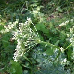 FuturePlanter Alle Pflanzen Im Shop Kümmelblättrige Silge (Selinum Carvifolia) 13 FuturePlanter Alle Pflanzen Im Shop Kümmelblättrige Silge (Selinum Carvifolia)