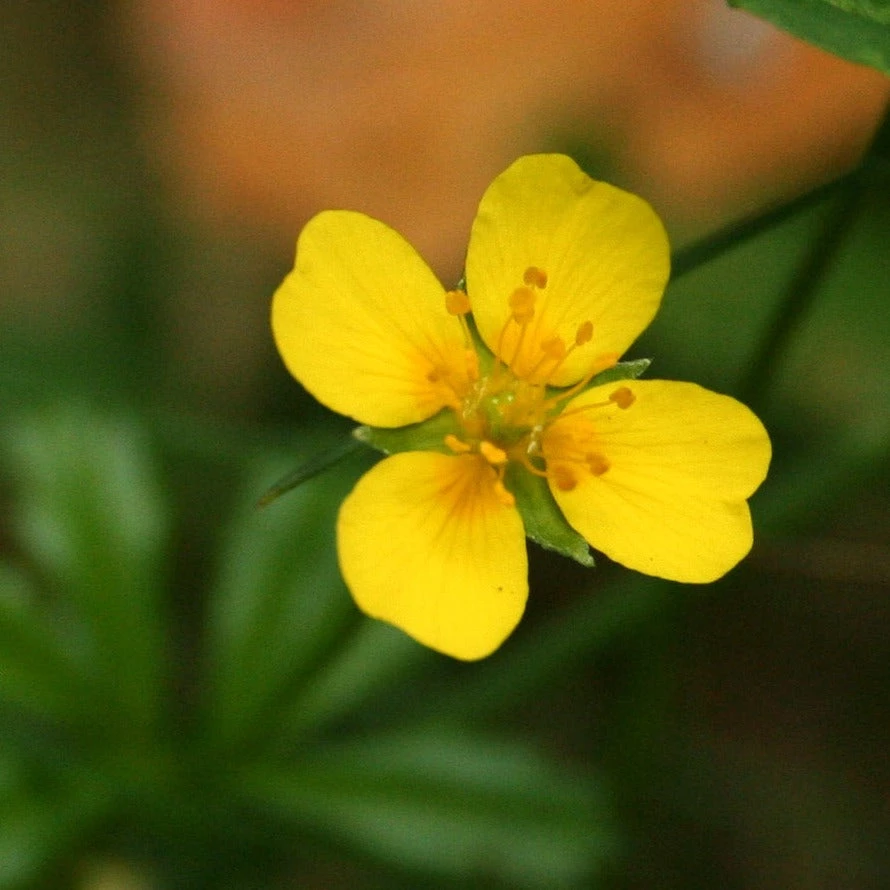 FuturePlanter Alle Pflanzen Im Shop Blutwurz (Potentilla Erecta) 1 FuturePlanter Alle Pflanzen Im Shop Blutwurz (Potentilla Erecta)