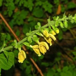 FuturePlanter Klebrige Salbei (Salvia Glutinosa)
