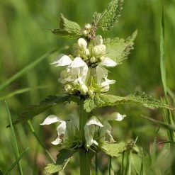 FuturePlanter Weisse Taubnessel (Lamium Album) Alle Pflanzen Im Shop