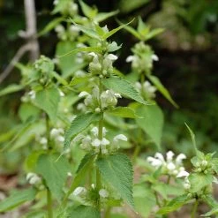 FuturePlanter Weisse Taubnessel (Lamium Album) Alle Pflanzen Im Shop 13 FuturePlanter Weisse Taubnessel (Lamium Album) Alle Pflanzen Im Shop