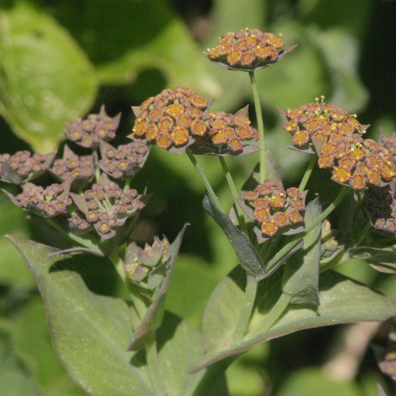 FuturePlanter Langblättriges Hasenohr (Bupleurum Longifolium) 2 FuturePlanter Langblättriges Hasenohr (Bupleurum Longifolium)