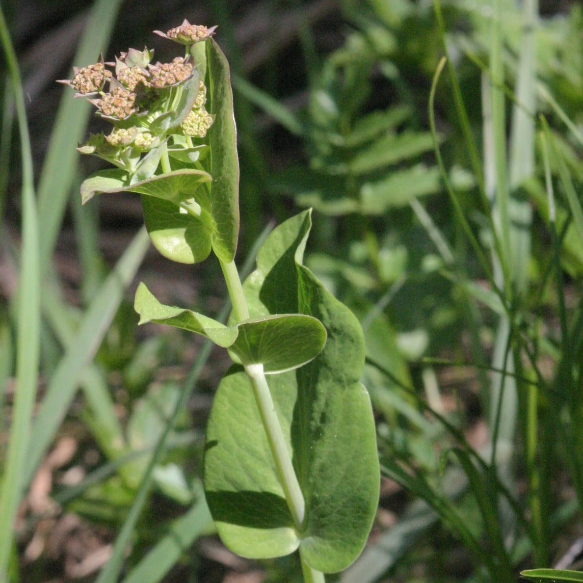 FuturePlanter Langblättriges Hasenohr (Bupleurum Longifolium) 5 FuturePlanter Langblättriges Hasenohr (Bupleurum Longifolium)