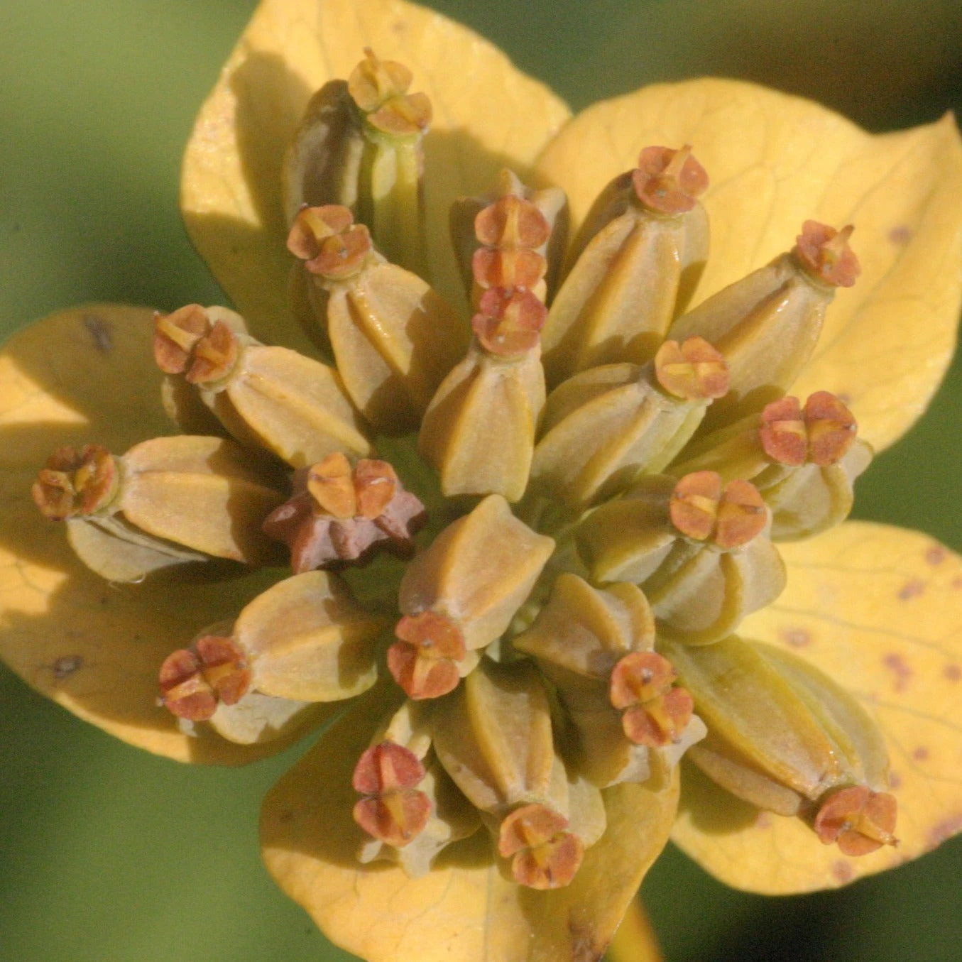 FuturePlanter Langblättriges Hasenohr (Bupleurum Longifolium) 4 FuturePlanter Langblättriges Hasenohr (Bupleurum Longifolium)