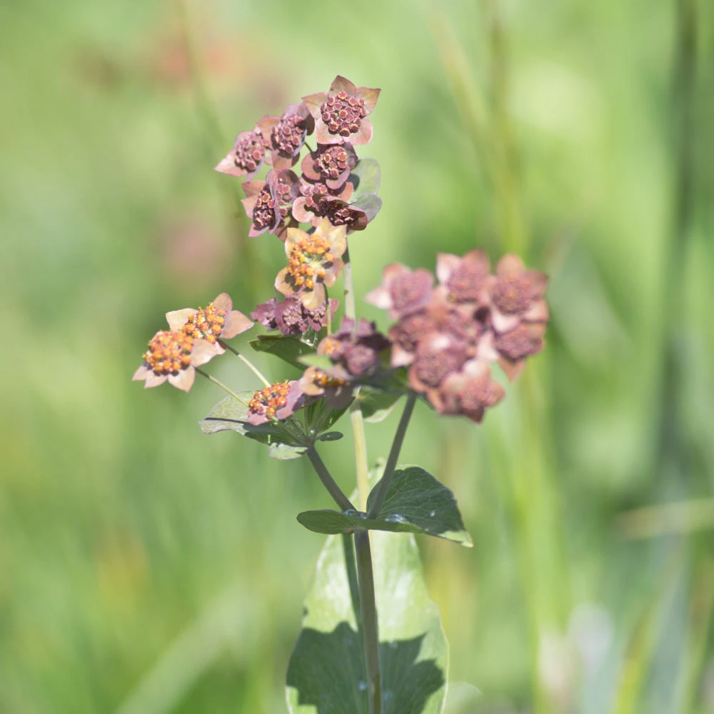 FuturePlanter Langblättriges Hasenohr (Bupleurum Longifolium) 1 FuturePlanter Langblättriges Hasenohr (Bupleurum Longifolium)