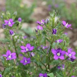 FuturePlanter Venus-Frauenspiegel (Legousia Speculum-veneris)